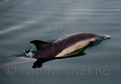 BB 11 0021 / Delphinus delphis / Gulflankedelfin